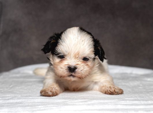 Mükemmel Güzelli̇kte Shihtzu Kizimiz görsel