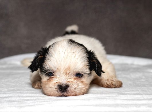 Mükemmel Güzelli̇kte Shihtzu Kizimiz görsel