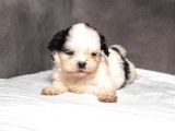 Mükemmel Güzelli̇kte Shihtzu Kizimiz