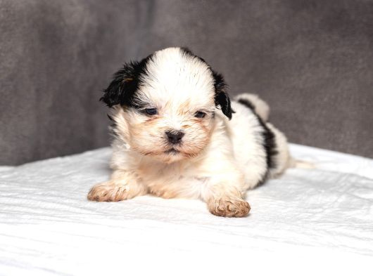 Mükemmel Güzelli̇kte Shihtzu Kizimiz görsel