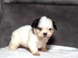 Mükemmel Güzelli̇kte Shihtzu Kizimiz