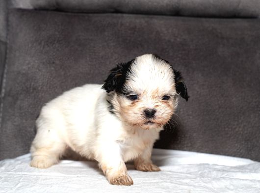 Mükemmel Güzelli̇kte Shihtzu Kizimiz görsel