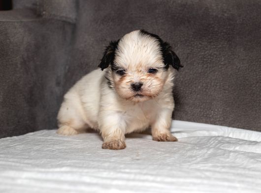 Mükemmel Güzelli̇kte Shihtzu Kizimiz görsel