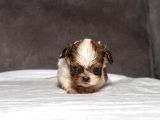 Micro Boy Shihtzu Oğlumuz