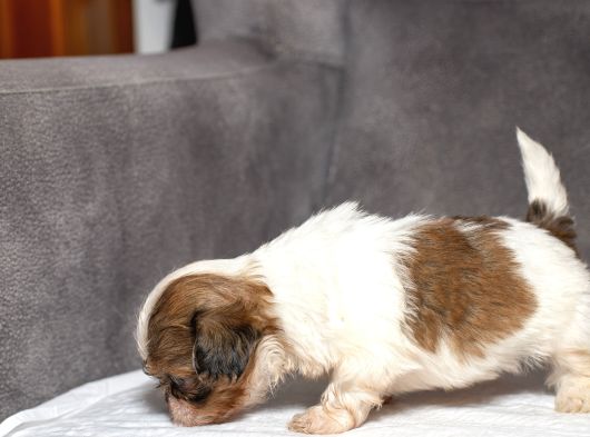 Micro Boy Shihtzu Oğlumuz görsel