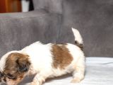 Micro Boy Shihtzu Oğlumuz