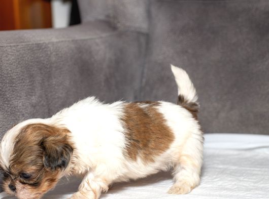Micro Boy Shihtzu Oğlumuz görsel