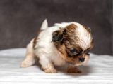 Micro Boy Shihtzu Oğlumuz