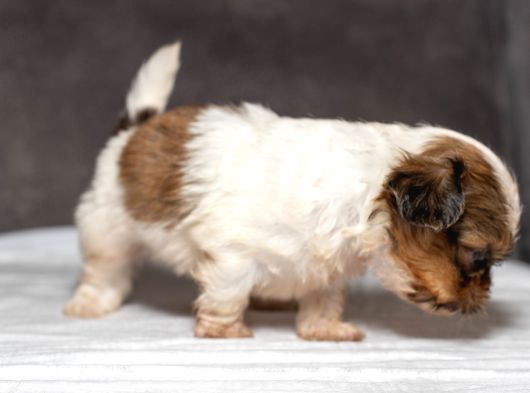 Micro Boy Shihtzu Oğlumuz görsel