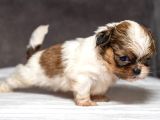 Micro Boy Shihtzu Oğlumuz