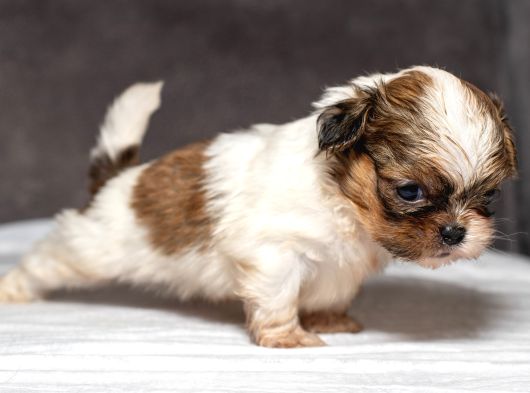 Micro Boy Shihtzu Oğlumuz görsel