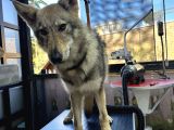 Yavru Di̇şi̇ Wolfdog    05462801005