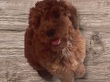 Minyatür toy poodle  yavrularımız