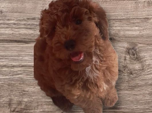 Minyatür Toy Poodle  Yavrularımız