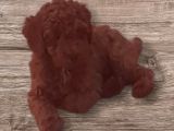 Minyatür Toy Poodle  Yavrularımız