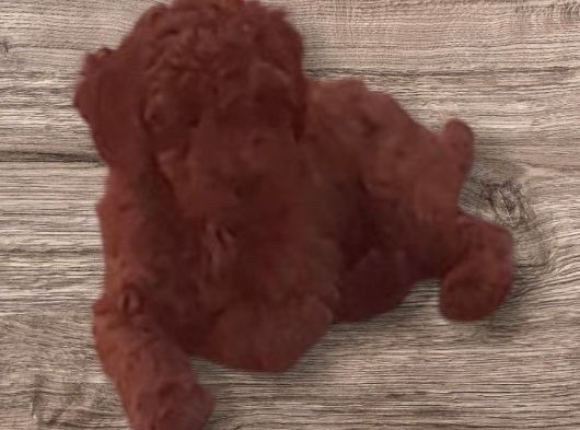Minyatür Toy Poodle  Yavrularımız görsel