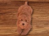 Minyatür toy poodle  yavrularımız