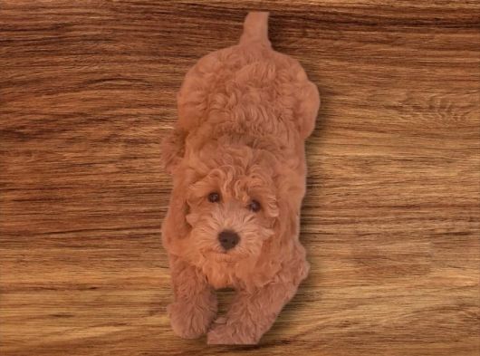 Minyatür Toy Poodle  Yavrularımız