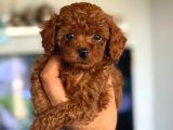 TEACUP KOREA ORJİNAL KG GARANTİLİ BEBEKLER