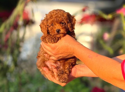 TEACUP KOREA ORJİNAL KG GARANTİLİ BEBEKLER