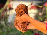 Teacup Korea Orji̇nal Kg Garanti̇li̇ Bebekler
