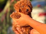 TEACUP KOREA ORJİNAL KG GARANTİLİ BEBEKLER