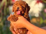 Teacup Korea Orji̇nal Kg Garanti̇li̇ Bebekler