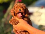 Teacup Korea Orji̇nal Kg Garanti̇li̇ Bebekler