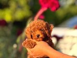 Teacup Korea Orji̇nal Kg Garanti̇li̇ Bebekler