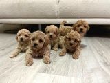 TEACUP F1 MALTİPOO BEBEKLER