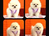 Orji̇nal Pomerani̇an Boo Çocuklar