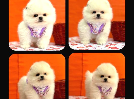 Orji̇nal Pomerani̇an Boo Çocuklar görsel