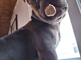 French Bulldog Lilac Tan Blue