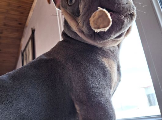 French Bulldog Lilac Tan Blue görsel