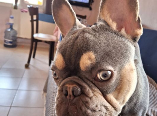 French Bulldog Lilac Tan Blue görsel