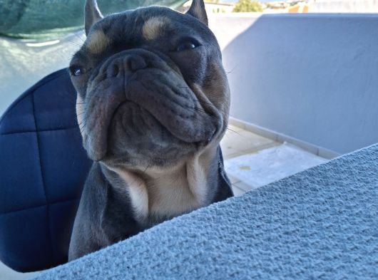 French Bulldog Lilac Tan Blue görsel