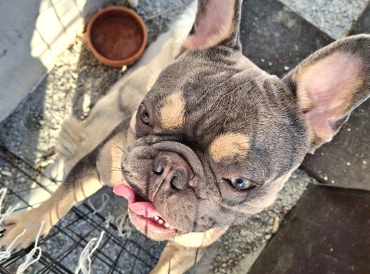 French Bulldog Lilac Tan Blue görsel