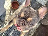 French Bulldog Lilac Tan Blue