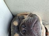 French Bulldog Lilac Tan Blue