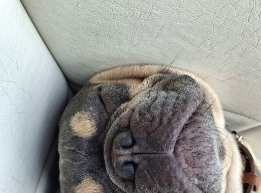 French Bulldog Lilac Tan Blue görsel