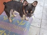 French Bulldog Lilac Tan Blue