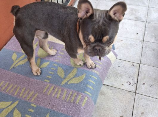 French Bulldog Lilac Tan Blue görsel