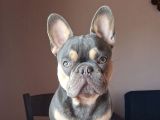 French Bulldog Lilac Tan Blue