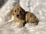 Mini boy toy poodle bebeklerimiz