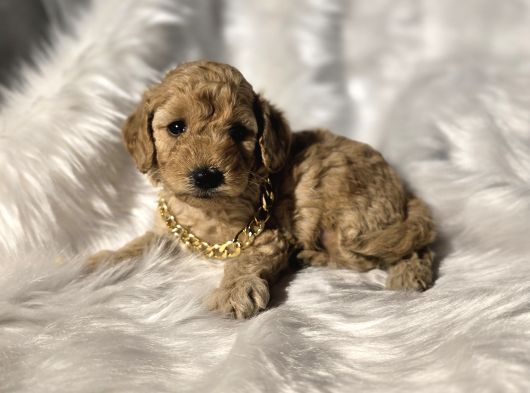 Mini Boy Toy Poodle Bebeklerimiz