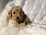 Mini Boy Toy Poodle Bebeklerimiz