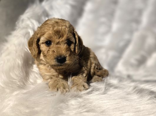 Mini Boy Toy Poodle Bebeklerimiz görsel