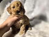 Mini Boy Toy Poodle Bebeklerimiz