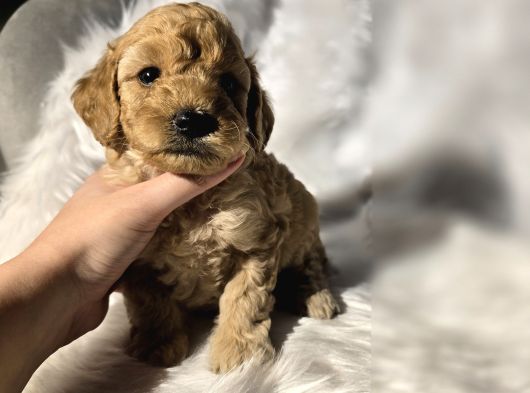 Mini Boy Toy Poodle Bebeklerimiz görsel
