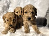 Mini Boy Toy Poodle Bebeklerimiz